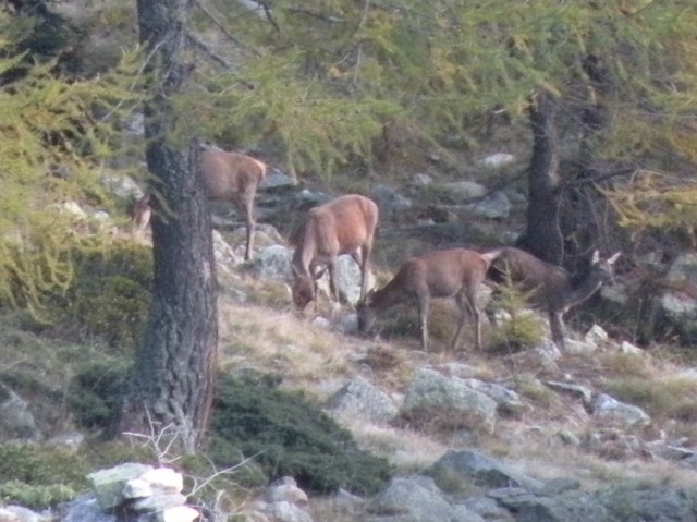 PASSIONE PER IL CERVO